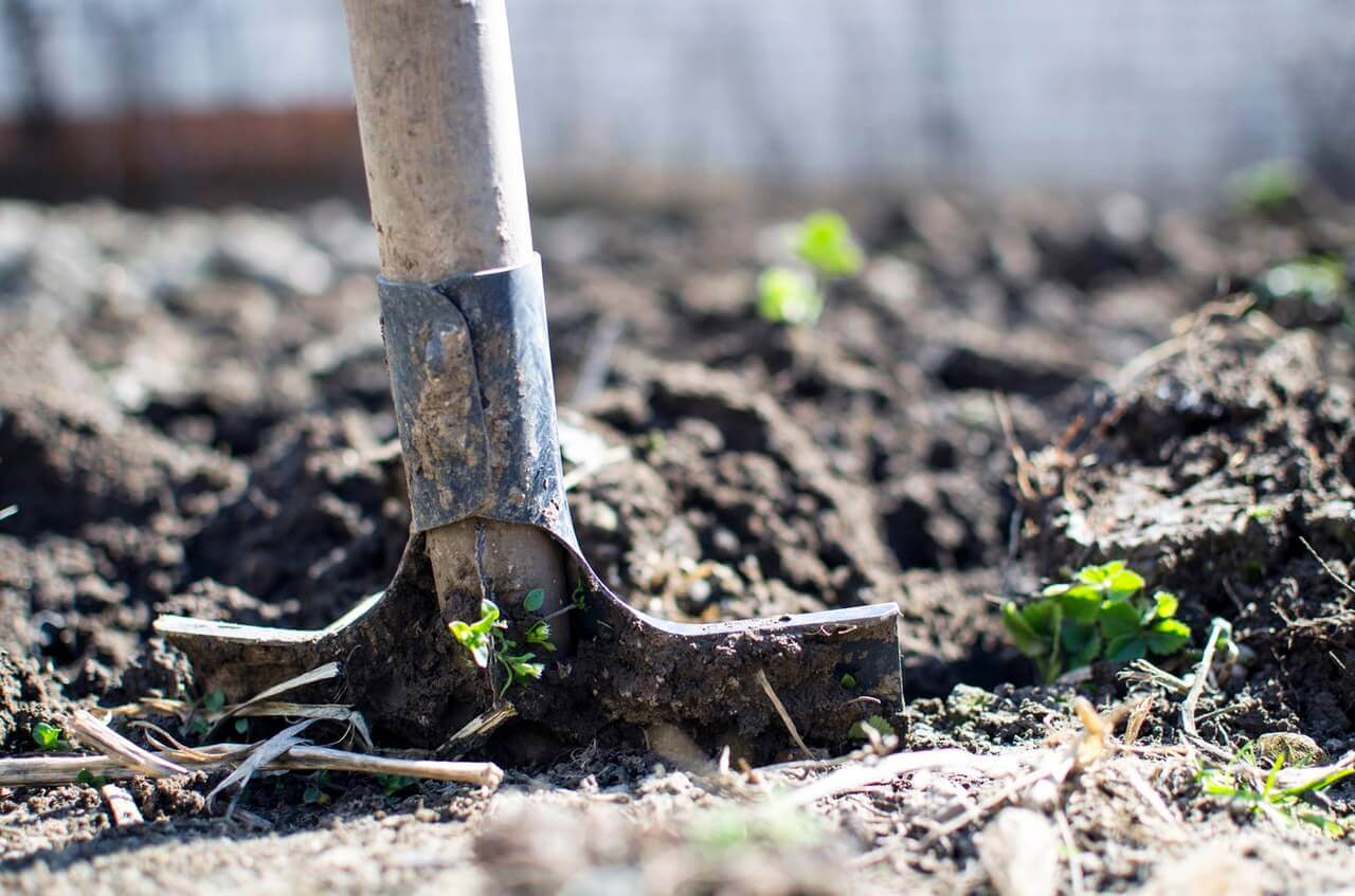 Gardening Tips For Beginners: Everything You Should Know